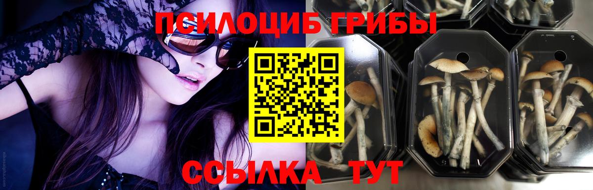 Свободный  Псилоцибиновые грибы прущие грибы  Галлюциногенные грибы мухоморы  купить наркоту  Вход с VPN 