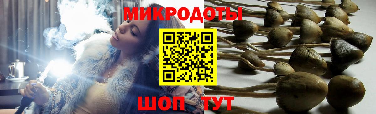 Галлюциногенные грибы Psilocybe Свободный